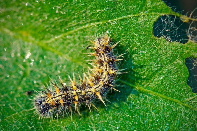 Painted Lady Caterpillar, Vanessa Cardui, Feeding On Soybean
