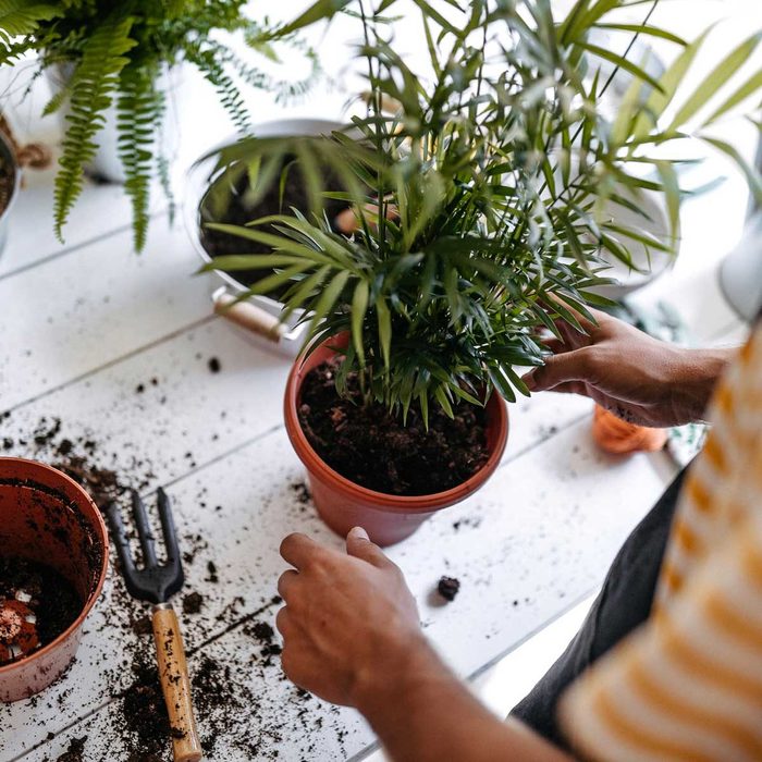 Potting Plants Gettyimages 1180391233