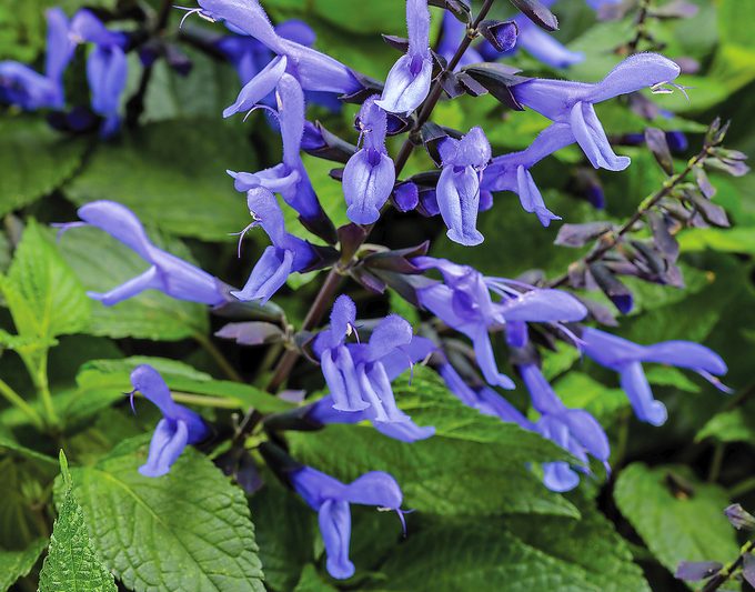 Salvia Rockin Blue Suede Shoes 0