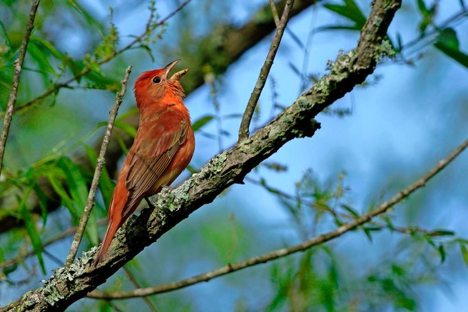 summer tanager song