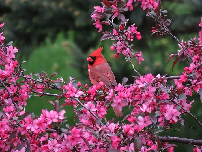 cardinal bird