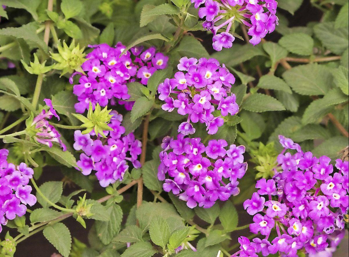 Purple Potion trailing lantana