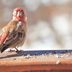 Wild Bird Diseases: What You Need to Know