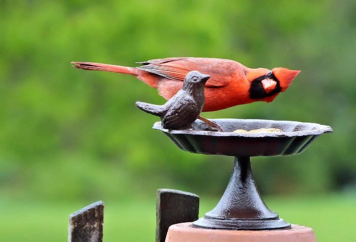 cardinal bird