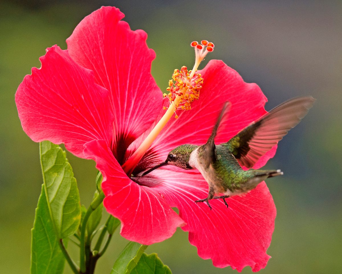 hummingbird photos