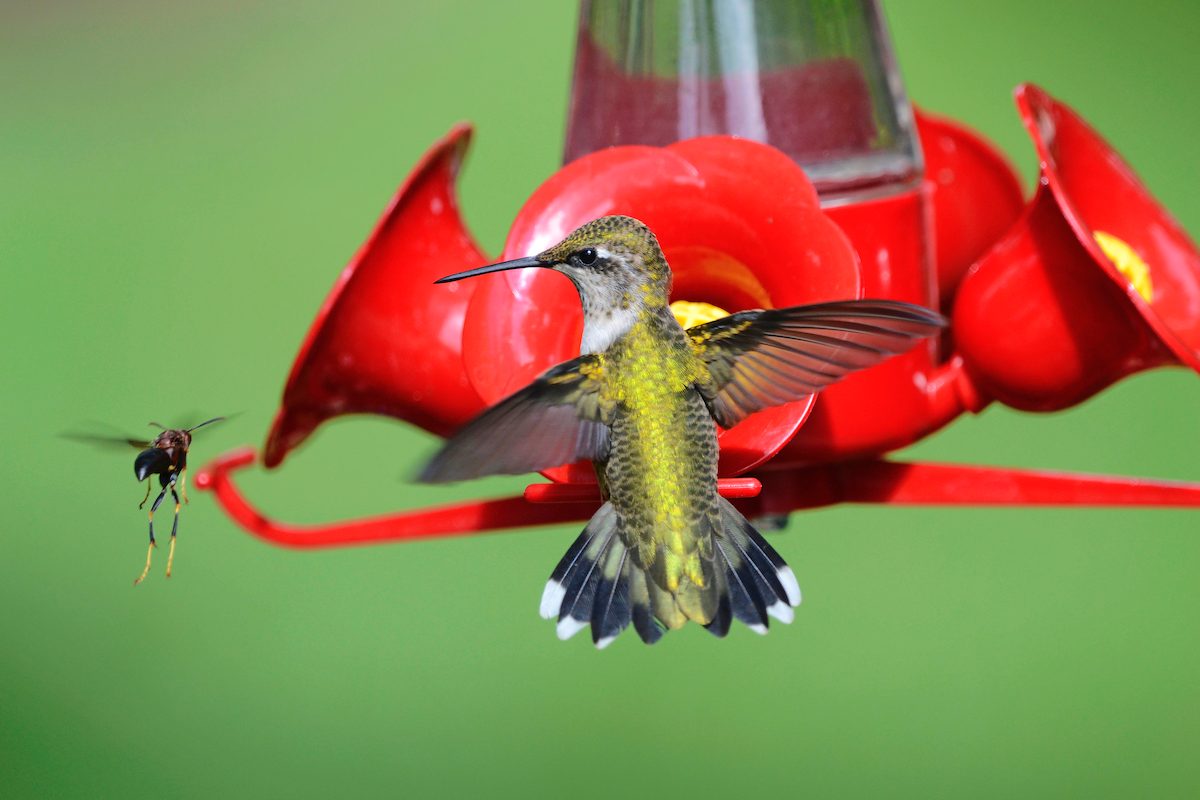 hummingbird photos