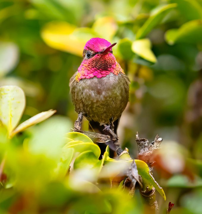 hummingbird photos