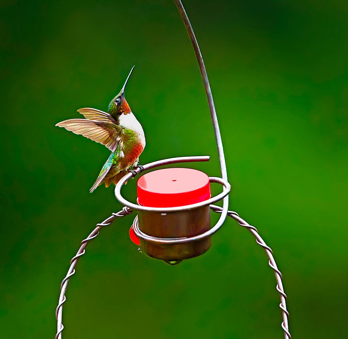 hummingbird photos