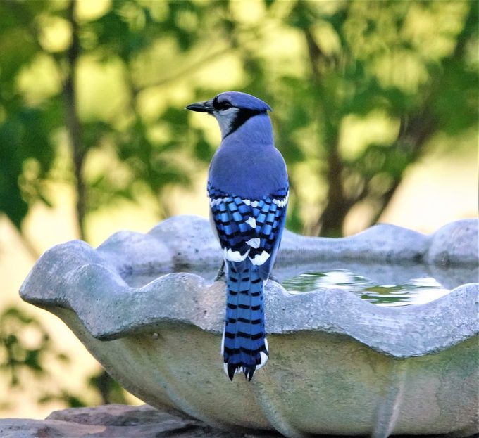 blue jay feather, photo of blue jay