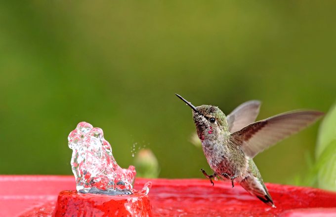 hummingbird photos