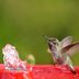 50 Stunning Hummingbird Pictures You Need to See