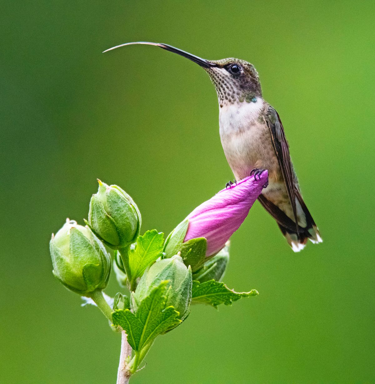 hummingbird photos