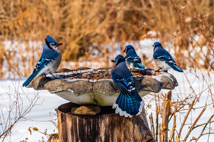 blue jay photo