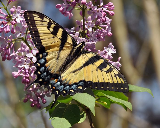 when to prune lilacs