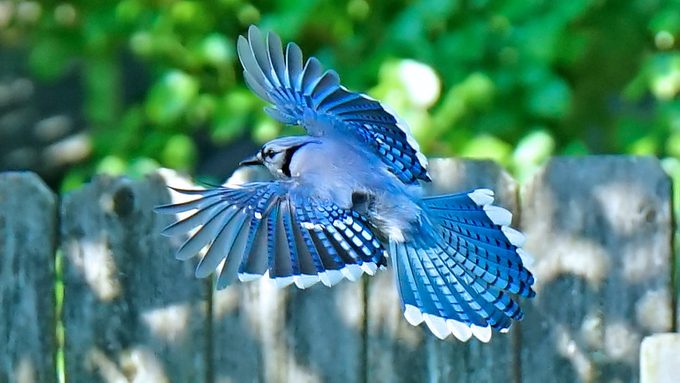 blue jay photo