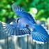 The Blue Jay Range Is Expanding Westward