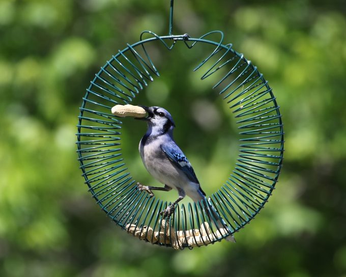 what do blue jays eat