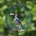 The Best Blue Jay Bird Feeders for Peanuts