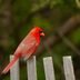 If You See a Cardinal, This Is What It Means