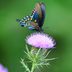 Attract Pipevine Swallowtail Butterflies to Your Garden