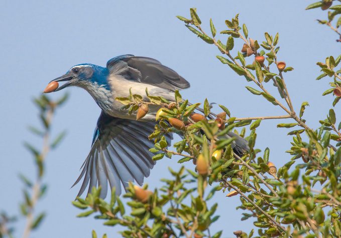 california scrub jay