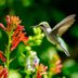 Attract More Hummingbirds to a Small Garden