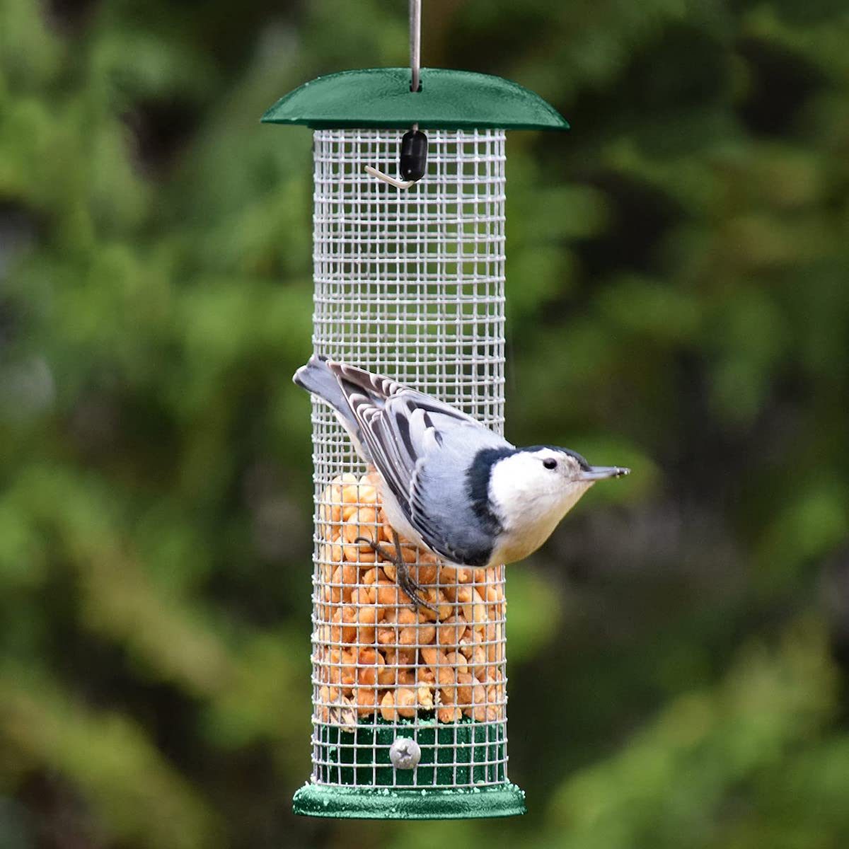 gray bunny peanut blue jay feeder