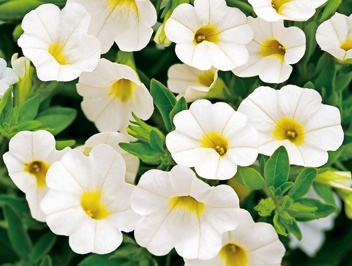Superbells calibrachoa