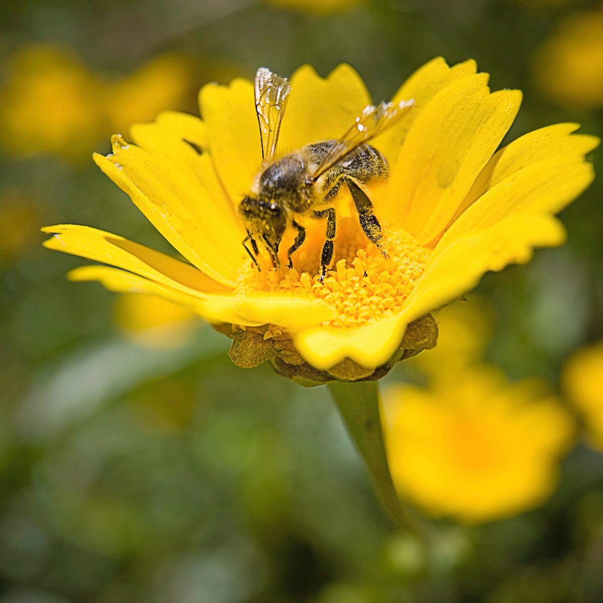 flowers that attract bees