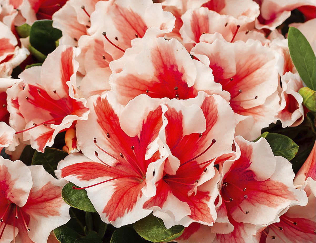 Azalea Encore Autumn Starburst