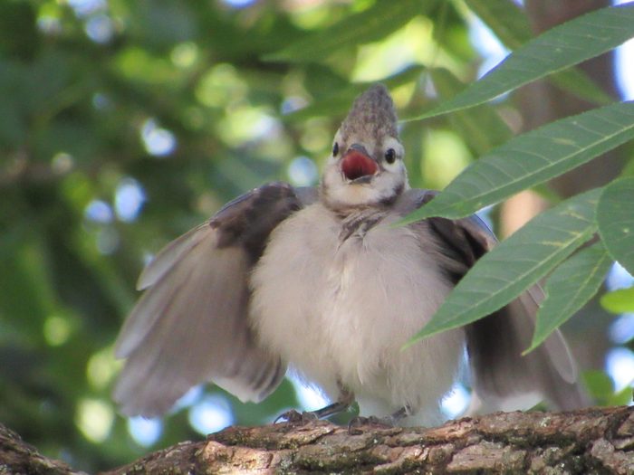 juvenile blue jay