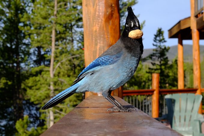 steller's jay with peanut