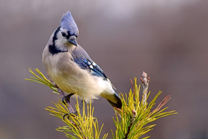 blue jay photo