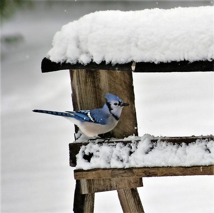 blue jay photo