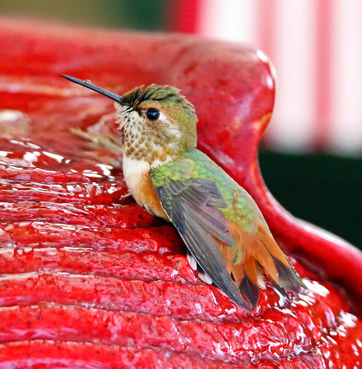hummingbird photos