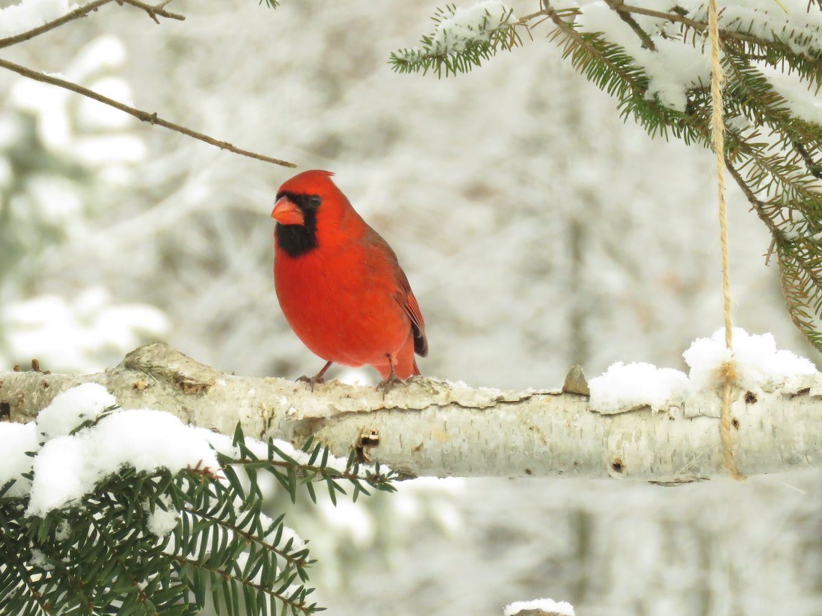 cardinal meaning and symbolism