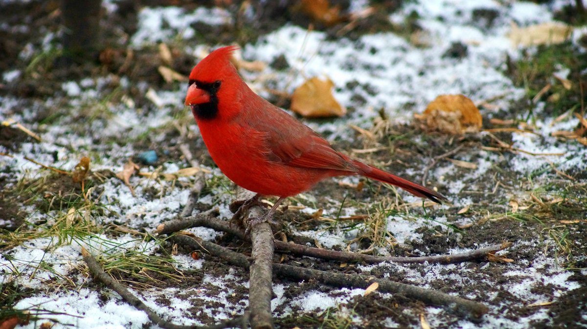 cardinal meaning and symbolism