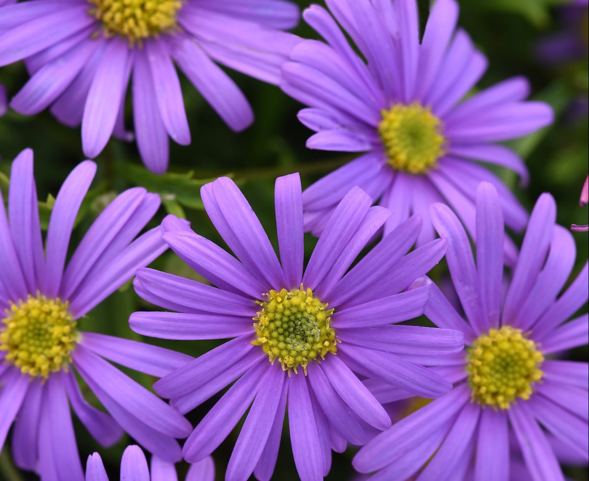Brasco Violet Brachyscome