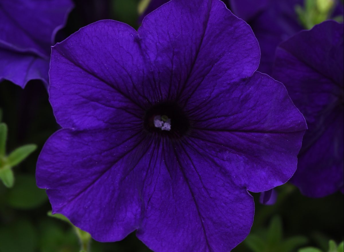 Easy Wave Blue Spreading Petunia
