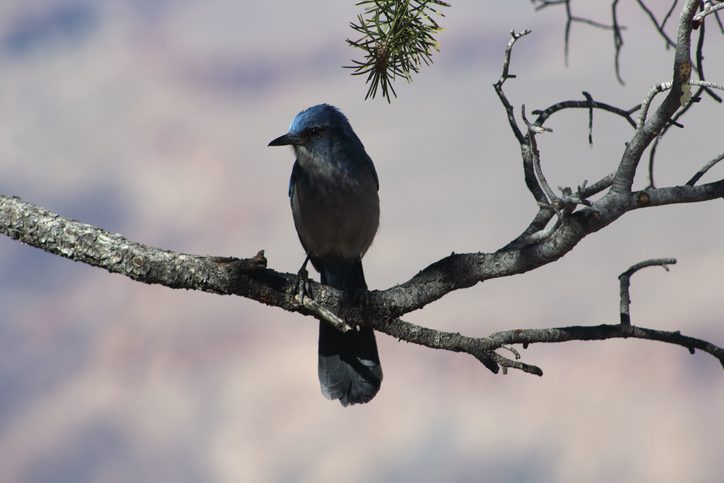 A pinion jay perched on a branch above the Southern Rim of the Grand Canyon National Park