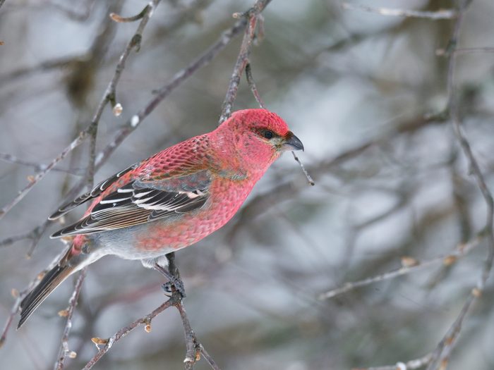 Close-up of bird perching on branch