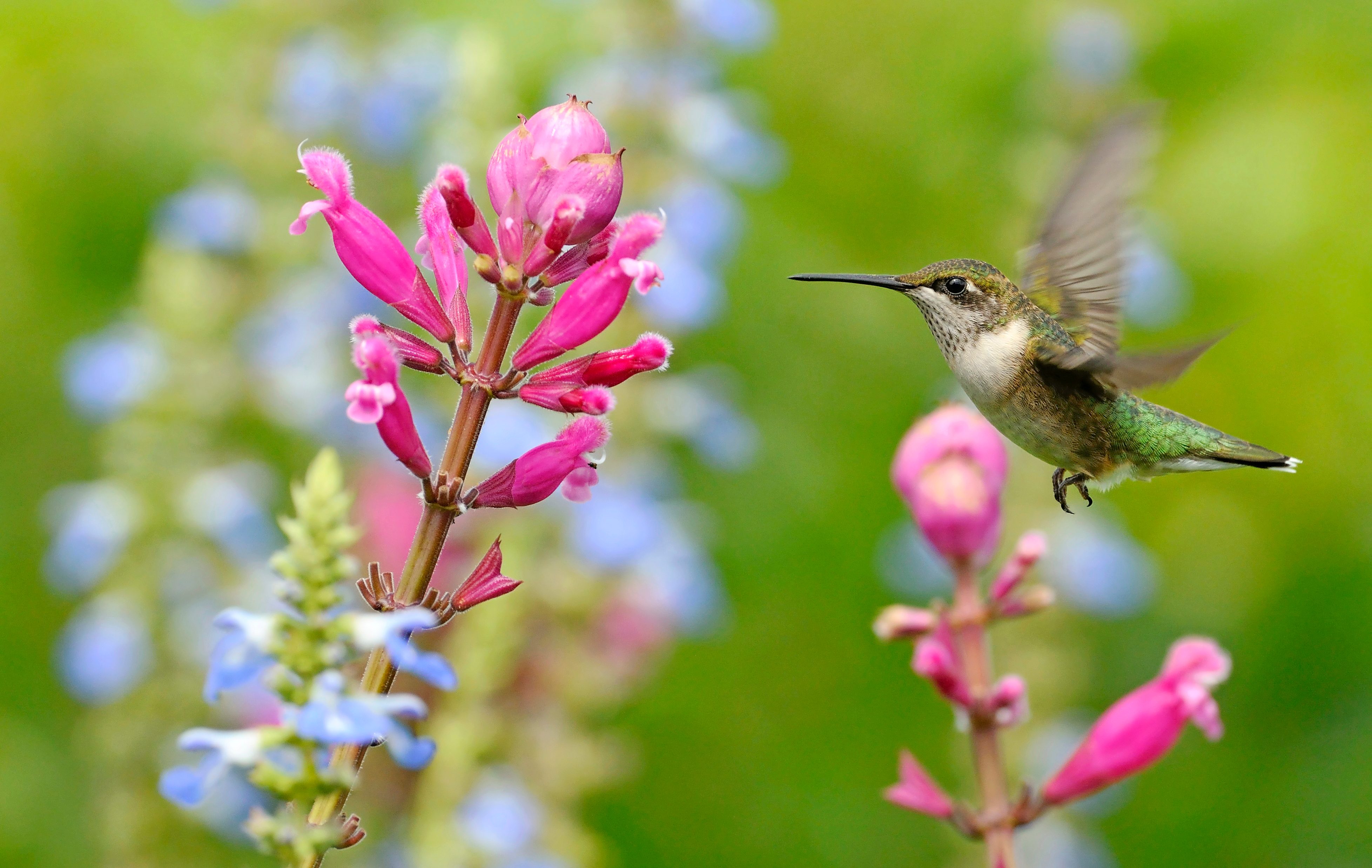 Hummingbird Approaches Flower