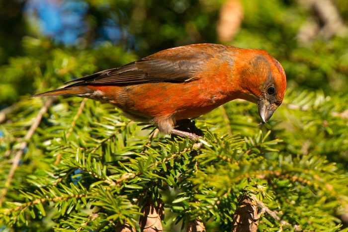 Red Crossbill Perching