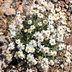 Drought-Tolerant Blackfoot Daisy Can Take the Heat