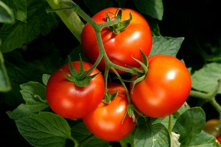 Tomato growing tips