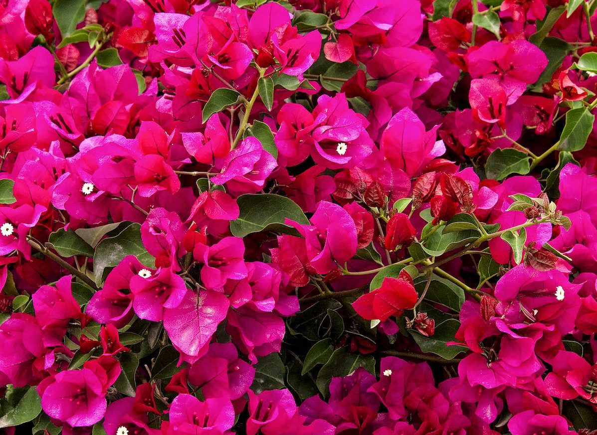 Oo La La Bougainvilla