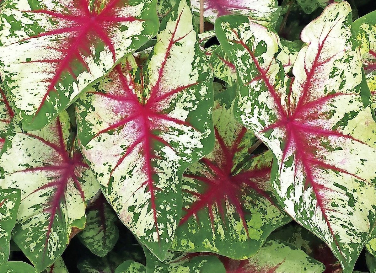 Heart to Heart caladium
