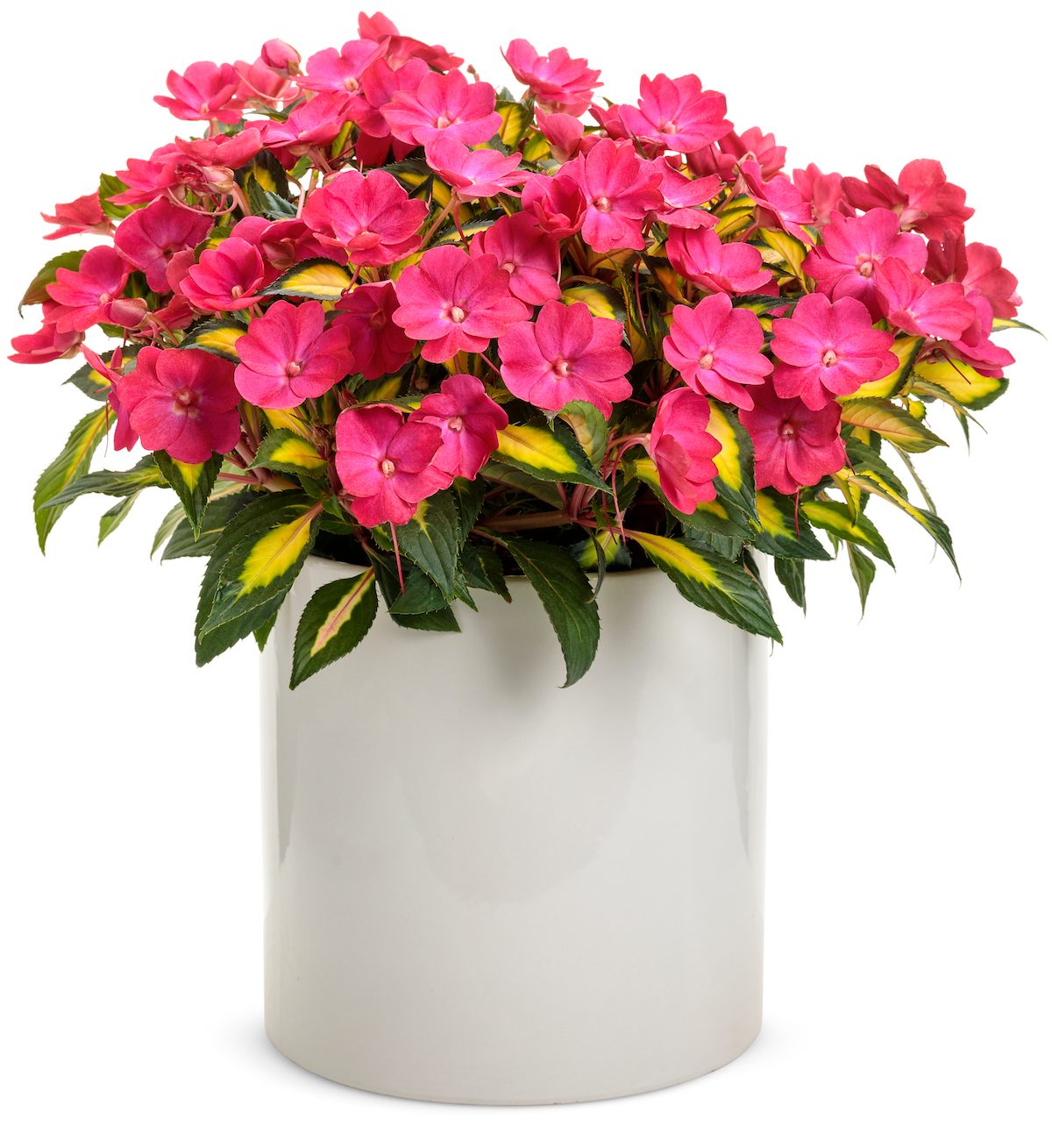 Compact Tropical Rose SunPatiens