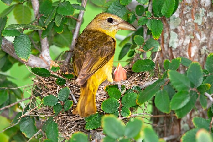 Summer Tanager, Piranga Rubra