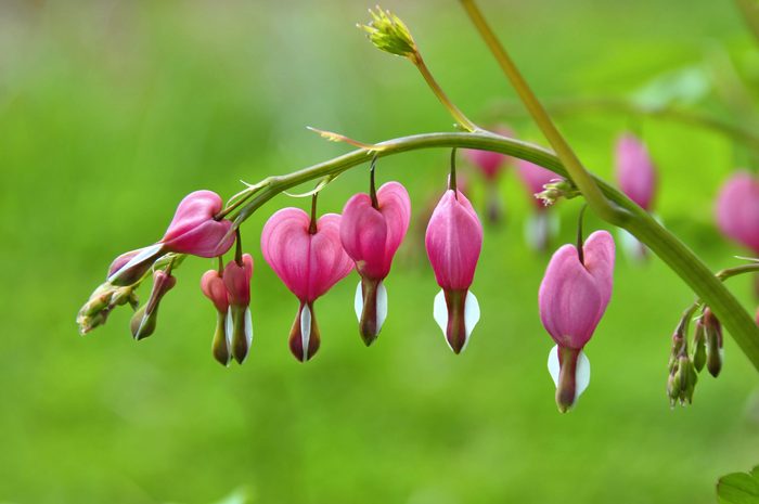 A bleeding heart plant in a lush garden.